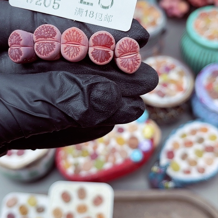 多肉植物生石花5-28