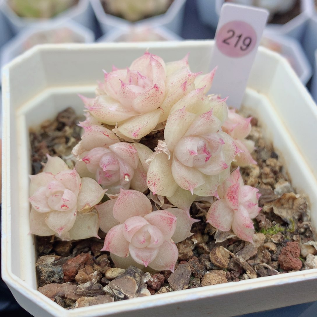 麦秆58包邮  群生不包整219