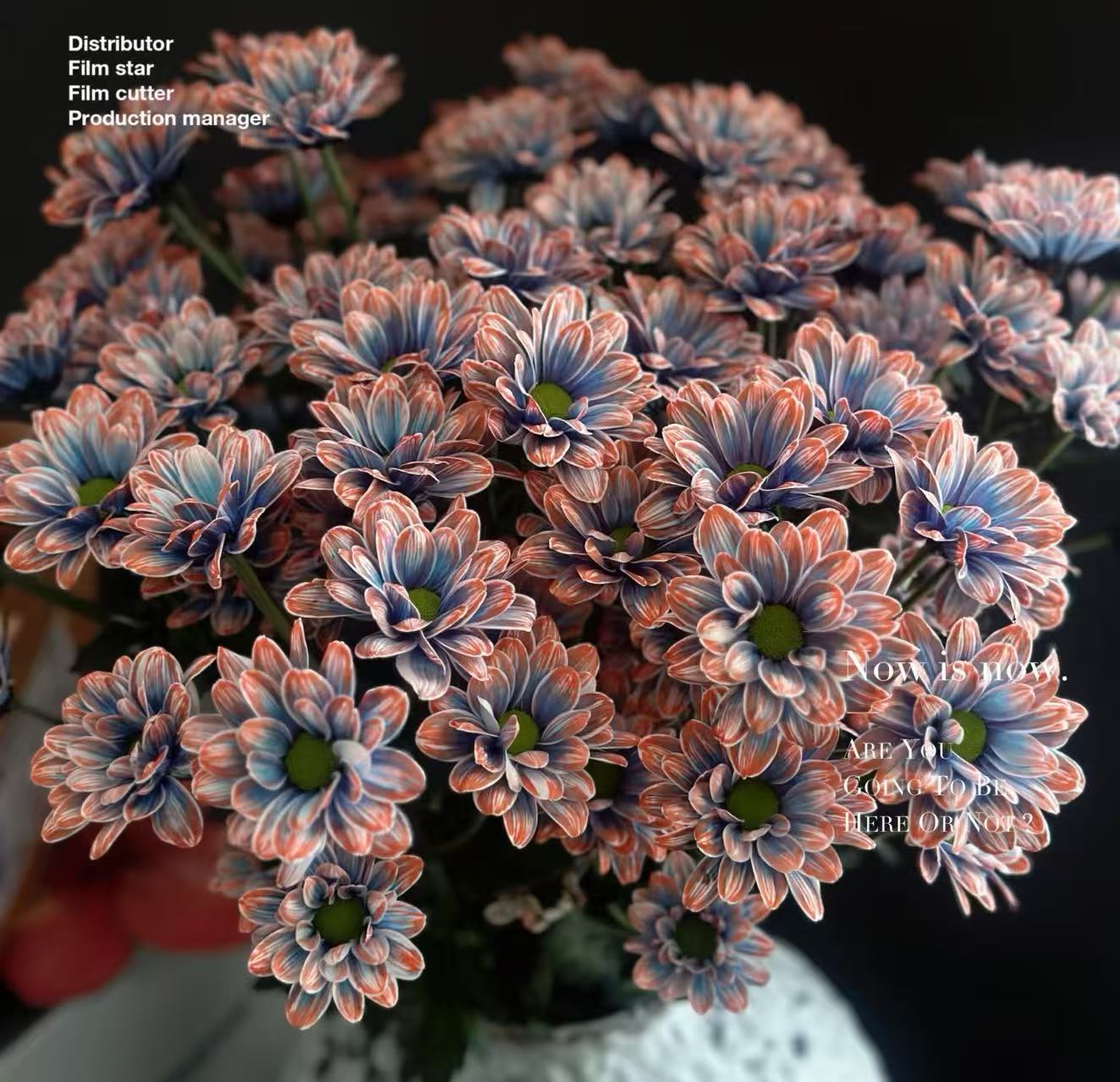 【鲑鱼油画紫小菊】好养花期长治愈吸色花材办公室家庭用花圆通冷链