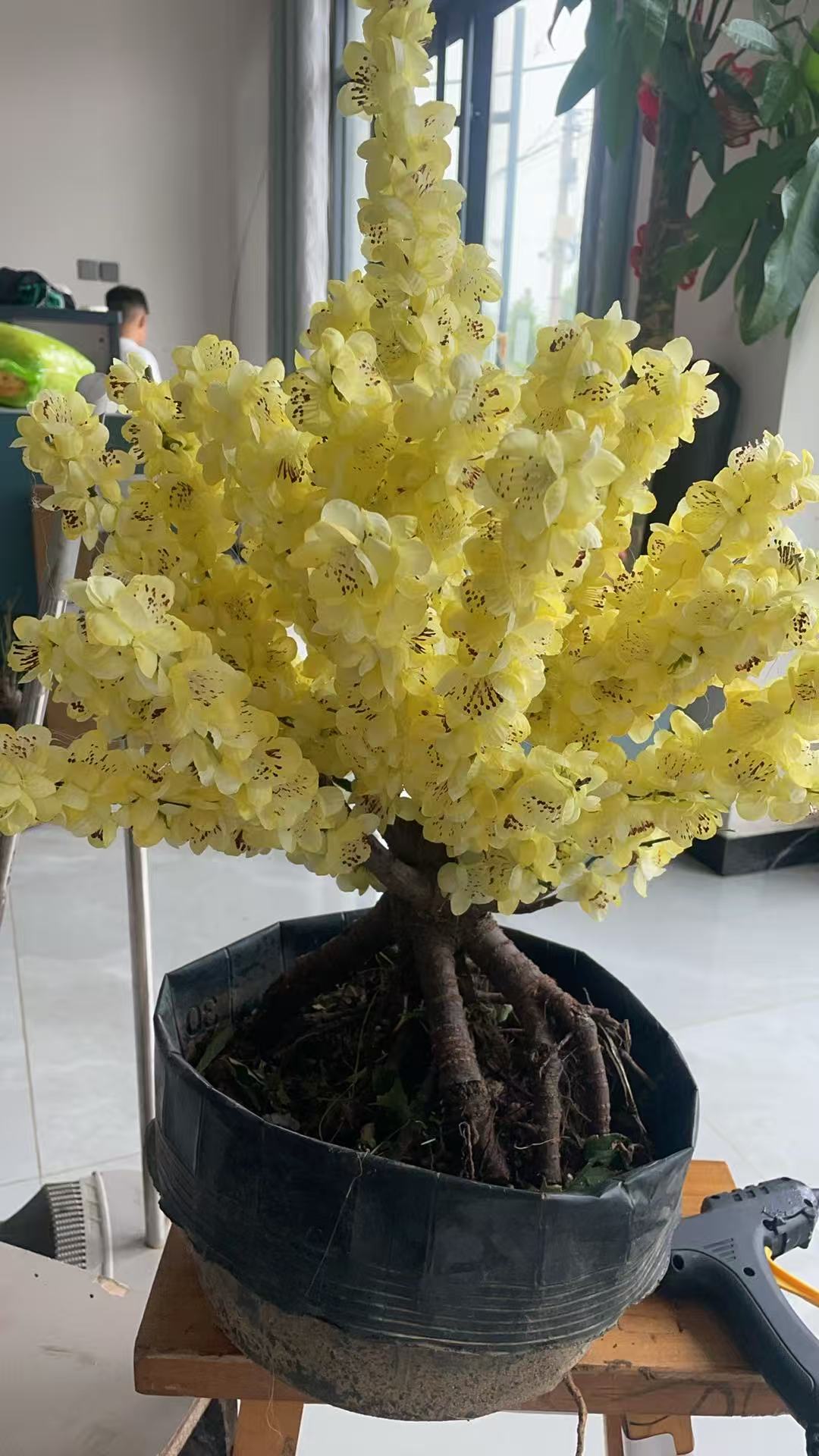 【浓香】黄香梅盆栽室内室外都是可以养殖的带花芽发货