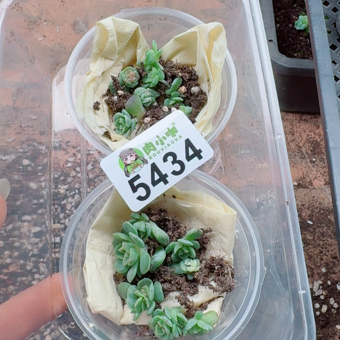 浅***浅多肉植物多肉植物