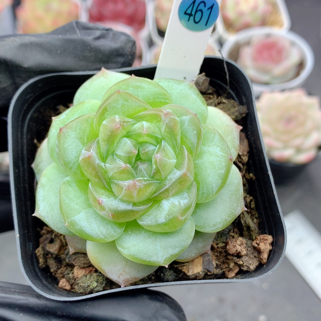 58包邮  群生不包整461