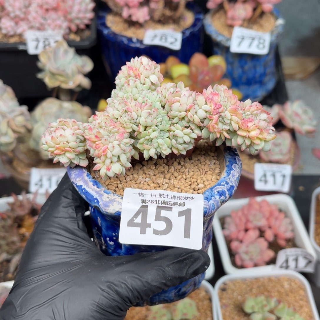 小粉梅缀无盆土发货