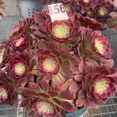 356莲花23厘米左右
