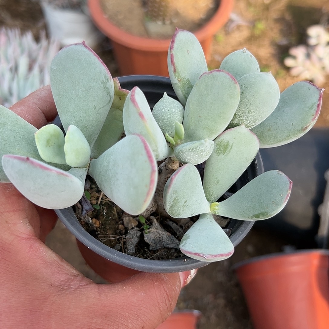 多肉植物轮回花月