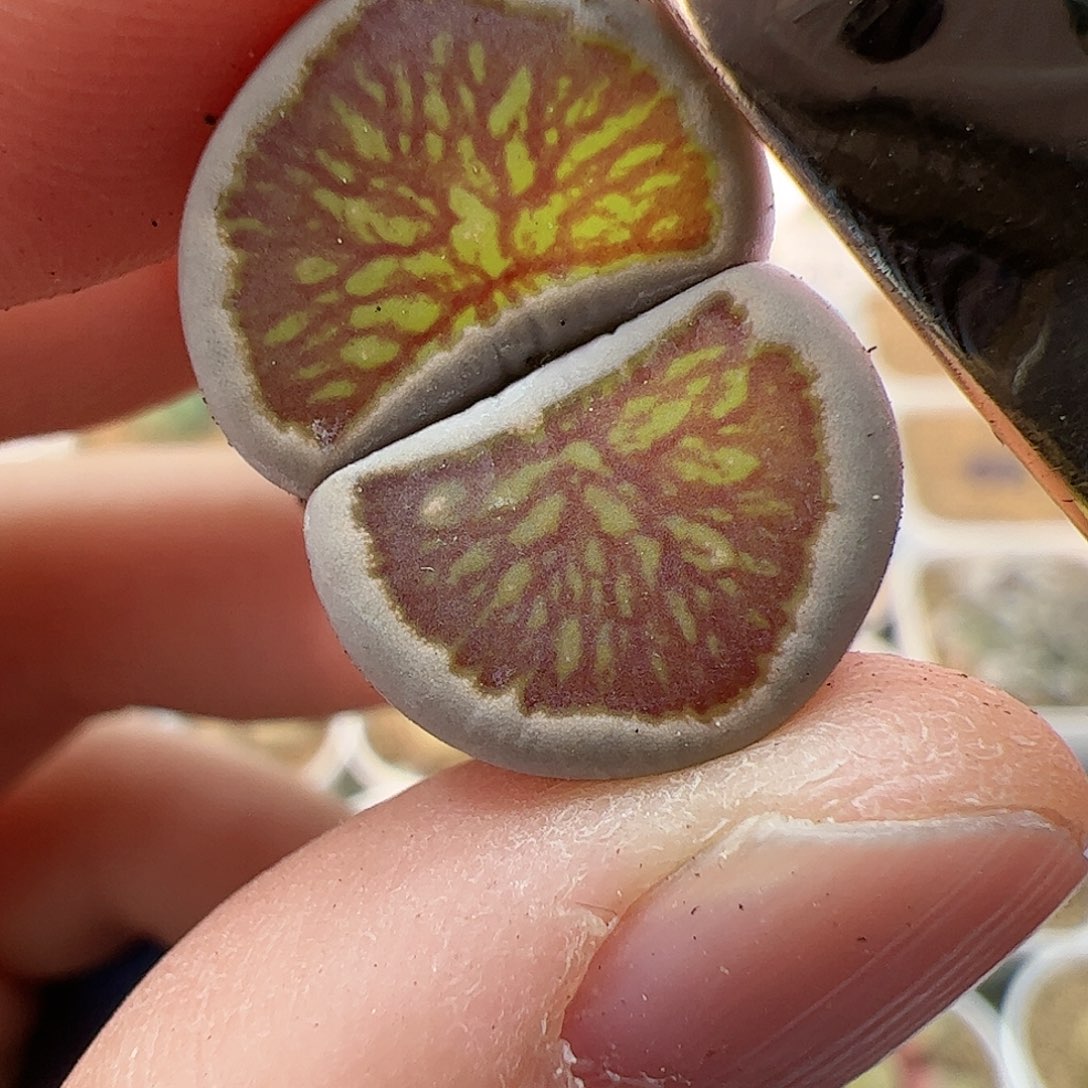 【闪购商品】123 ji品菊