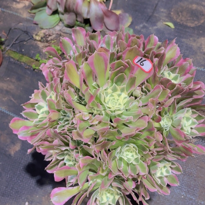 一物一拍雨花石16