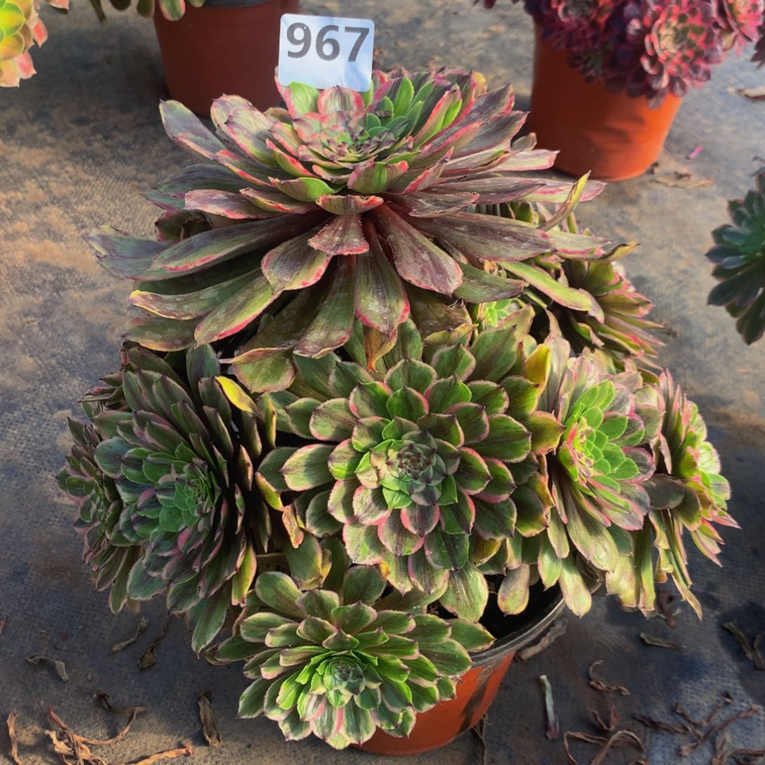 【闪购商品】967花脸粉黛