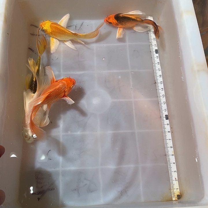 蝴蝶鲤鱼渔场直发26