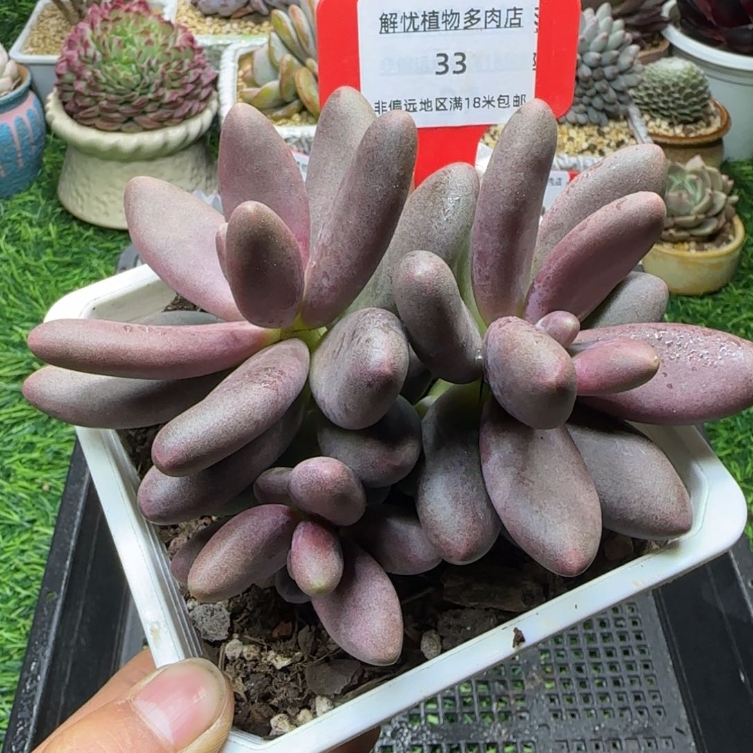解忧植物多肉编号33