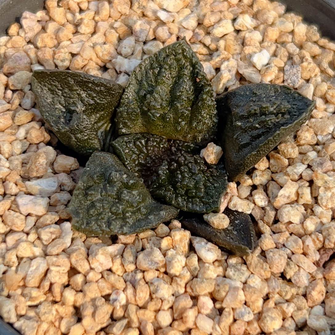 实生 龟甲牡丹仙人球