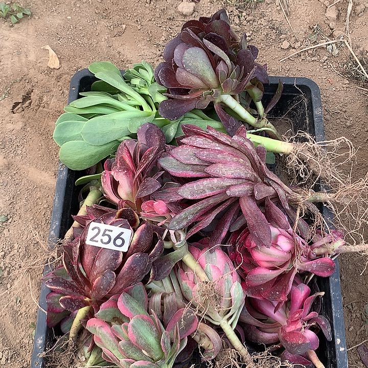 256小苗多肉植物组合20颗