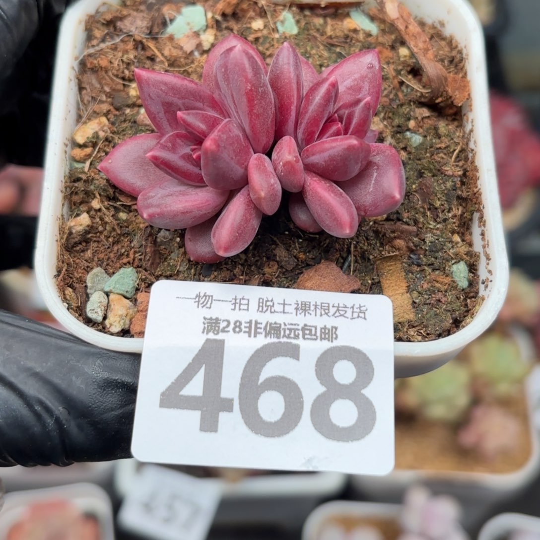 迷雾泡泡无盆土发货