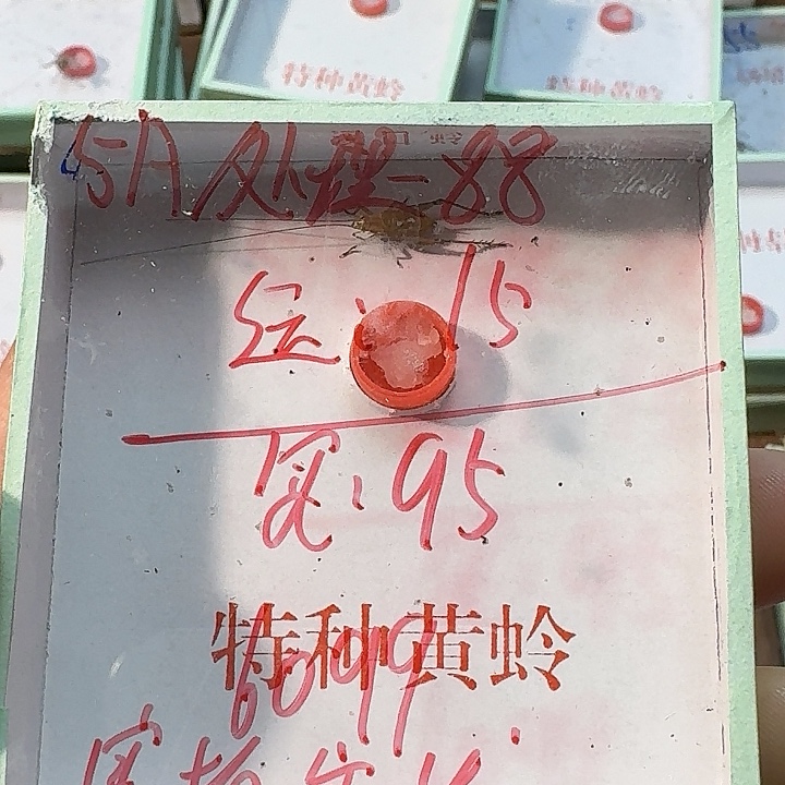 閆***生蟋蟀2222222222222222