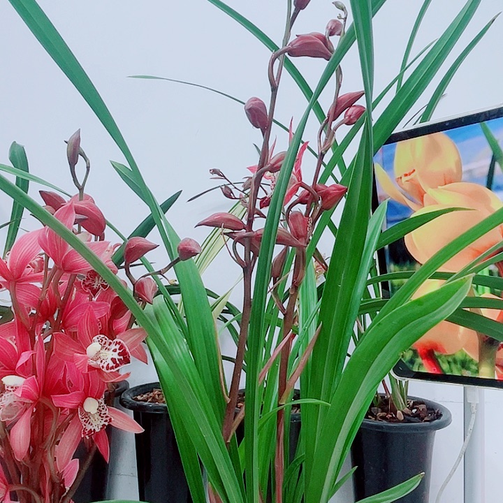 秋榜月亮女神多苗多花