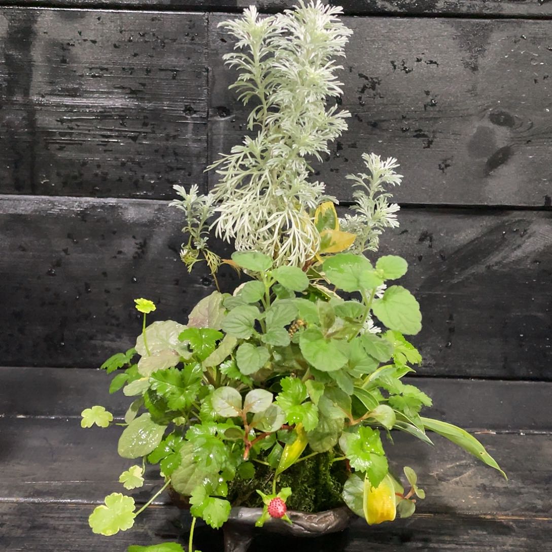 无花朵日本山野草