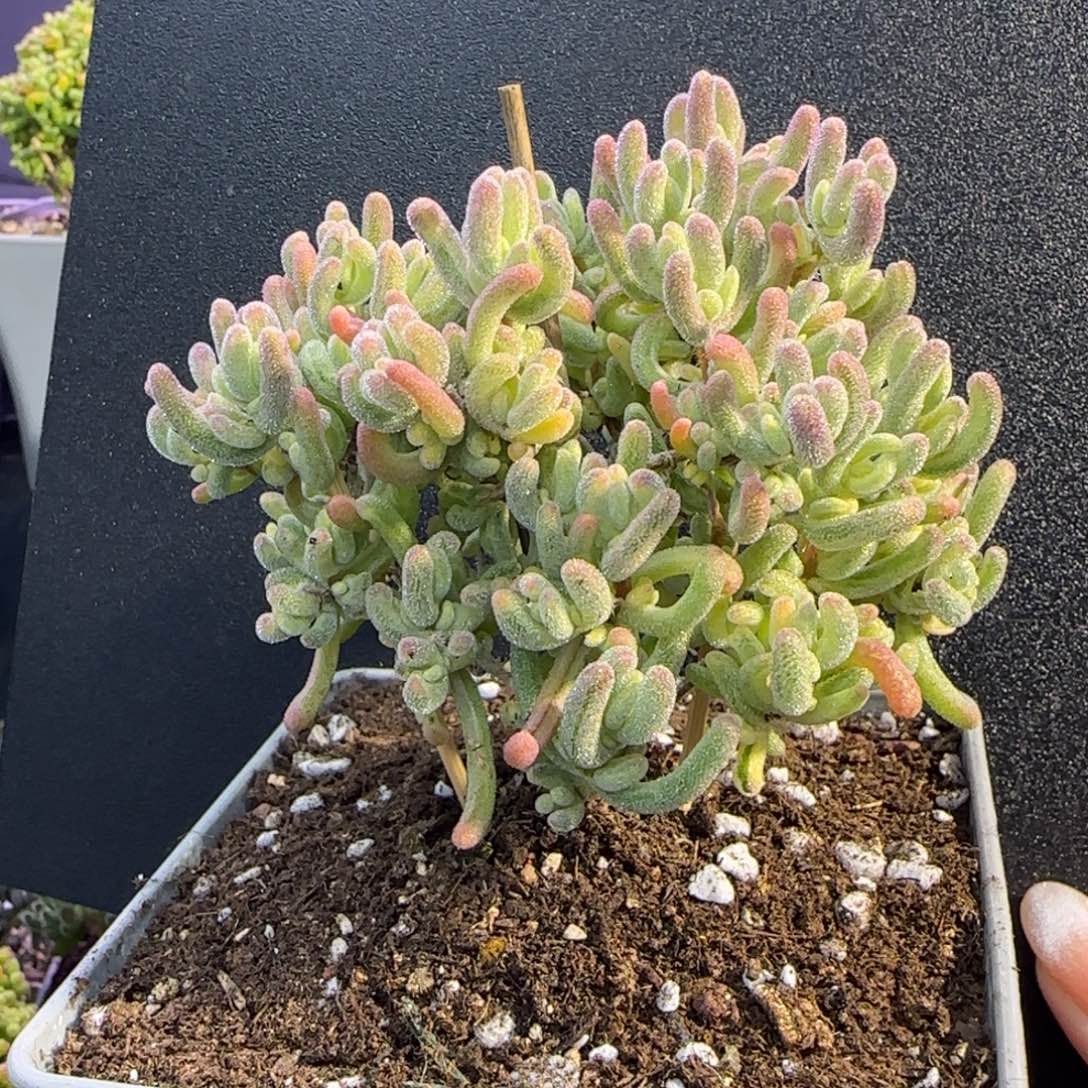 dy0869橙叶锦直杆双岔冠服8cm