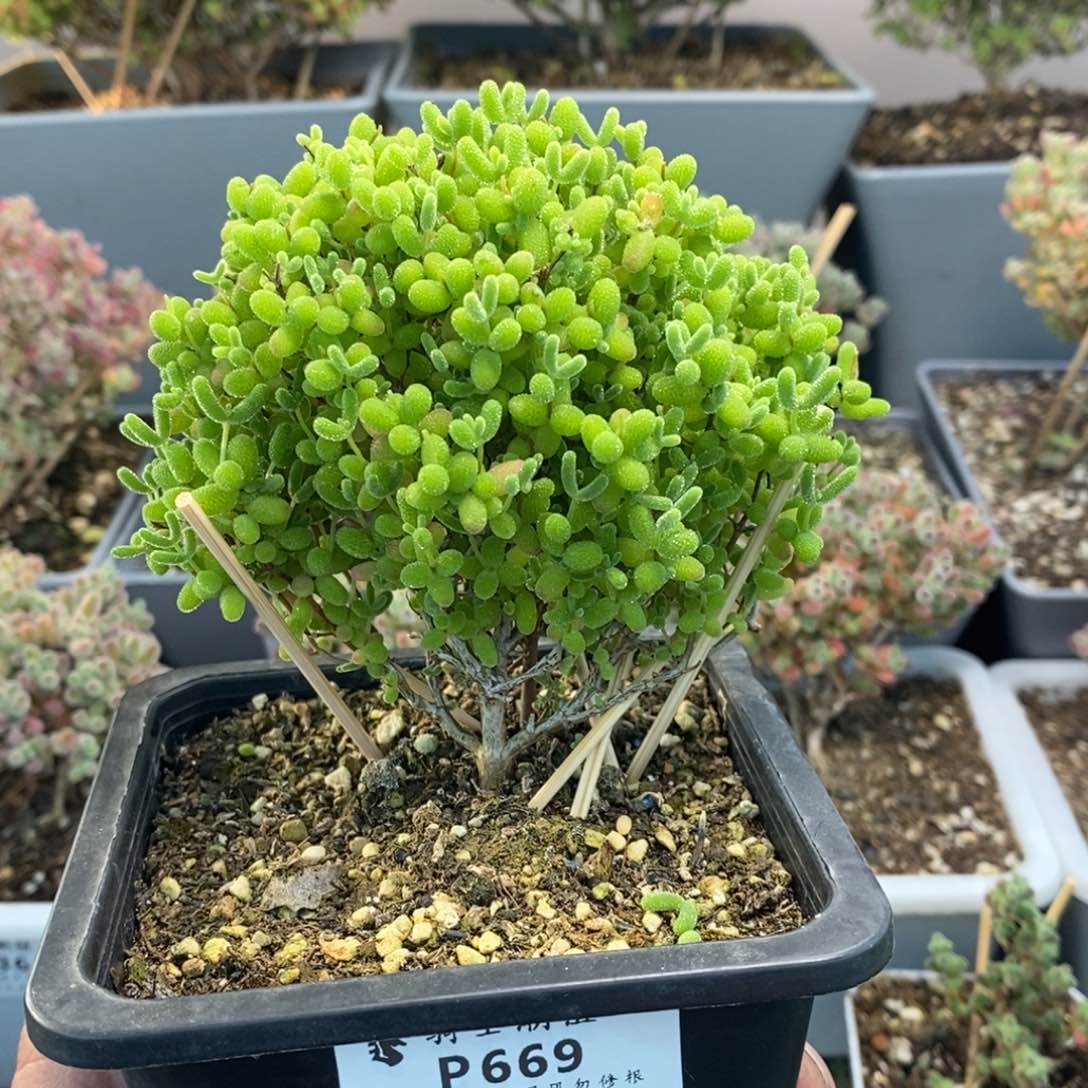 669蜜橘糖球枝干