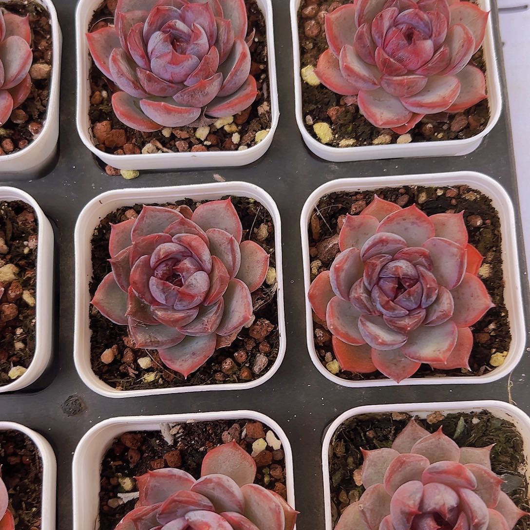 黑橙19包邮多肉植物