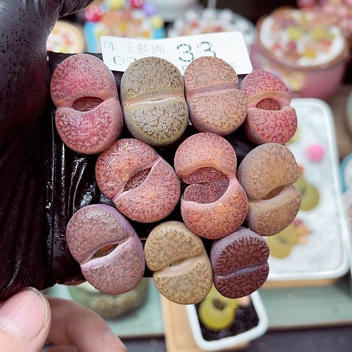 郎哥多肉生石花15-33