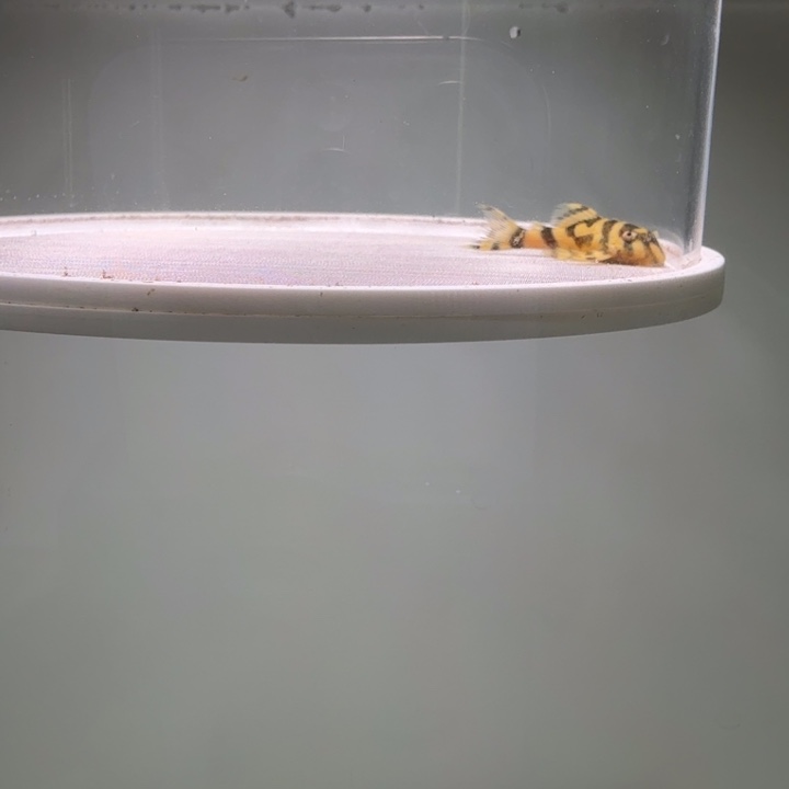 清道夫鱼皇室帝王迷宫