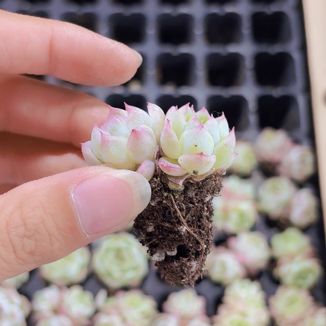 小穴苗桃熏女王多肉3米2