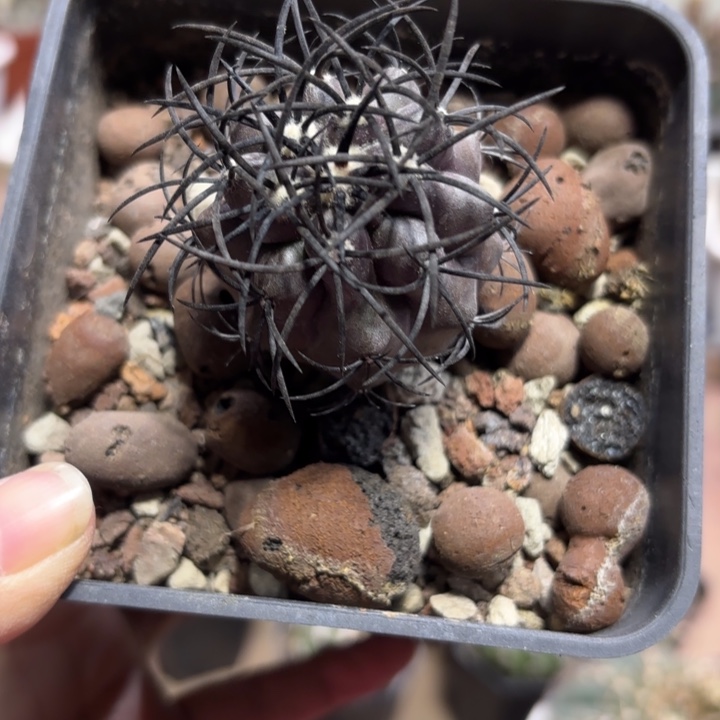 实生栗星玉好养皮实好活