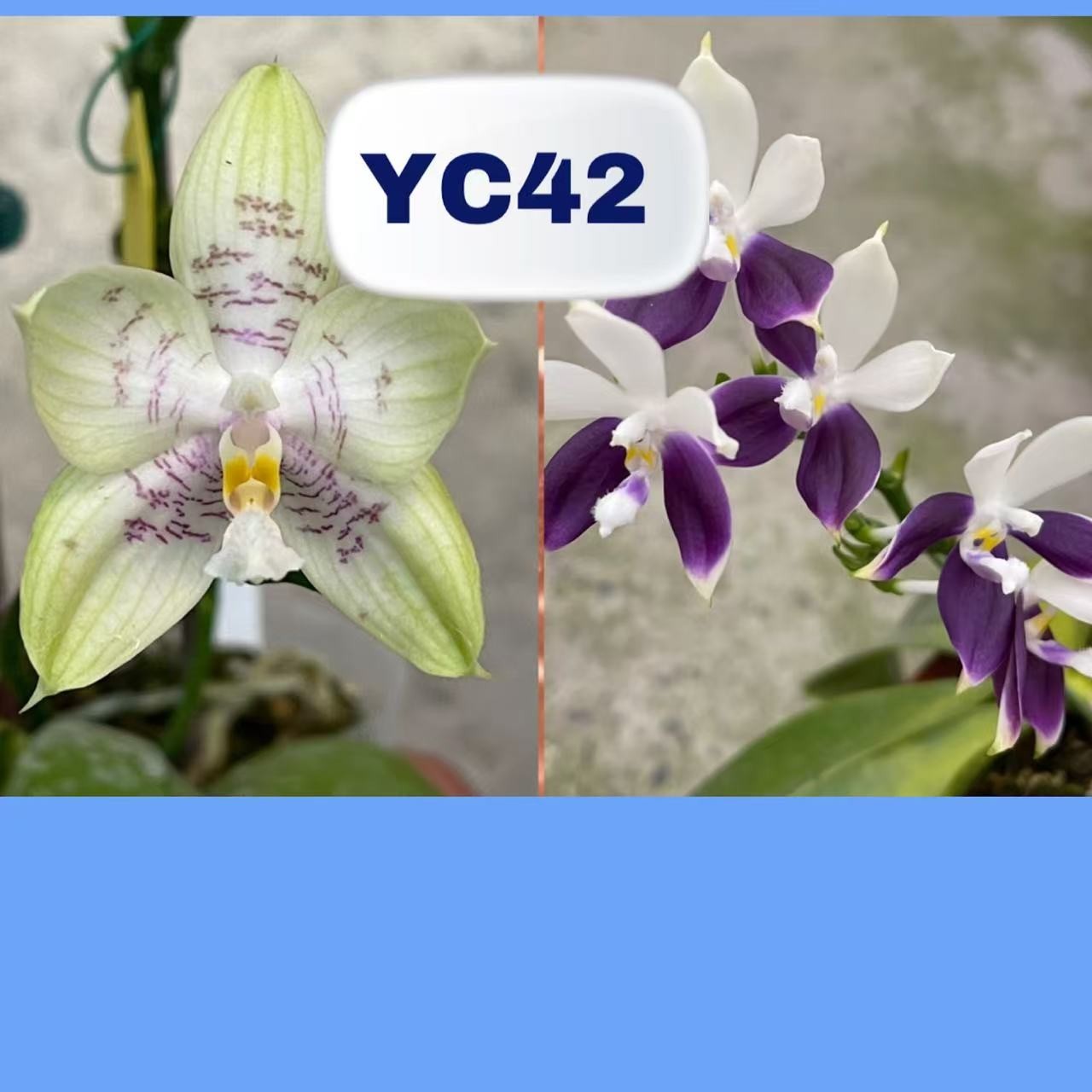 1.7寸 YC42 繁花交雅风GG-苗 少根 趣味兰 蝴蝶兰