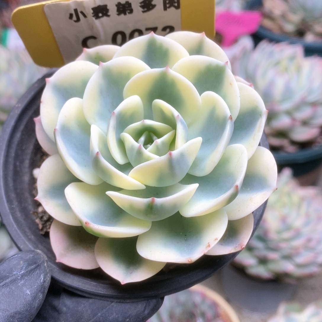 072锦锦锦锦锦锦