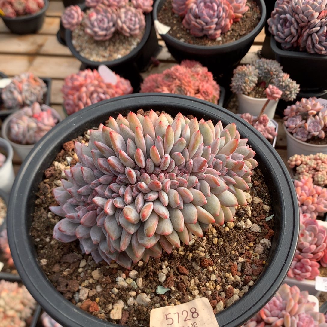 14.5厘米底切紫皮石榴籽缀 一字马 5728