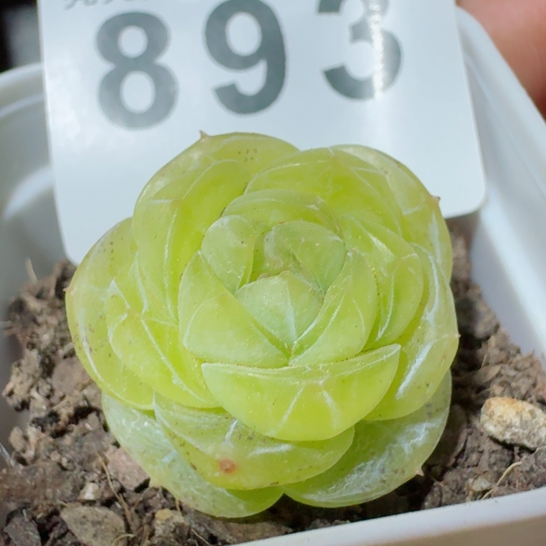 素素         精品多肉