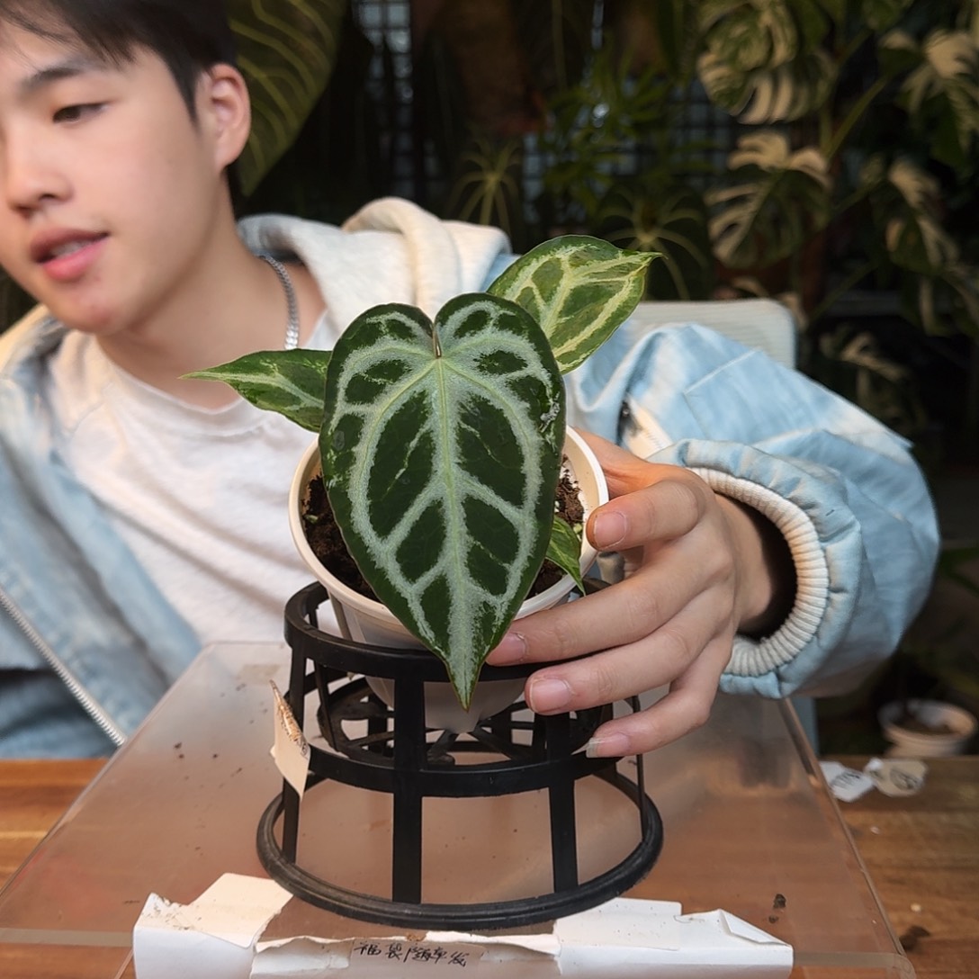 完全开放G152超级银杂黑钻石