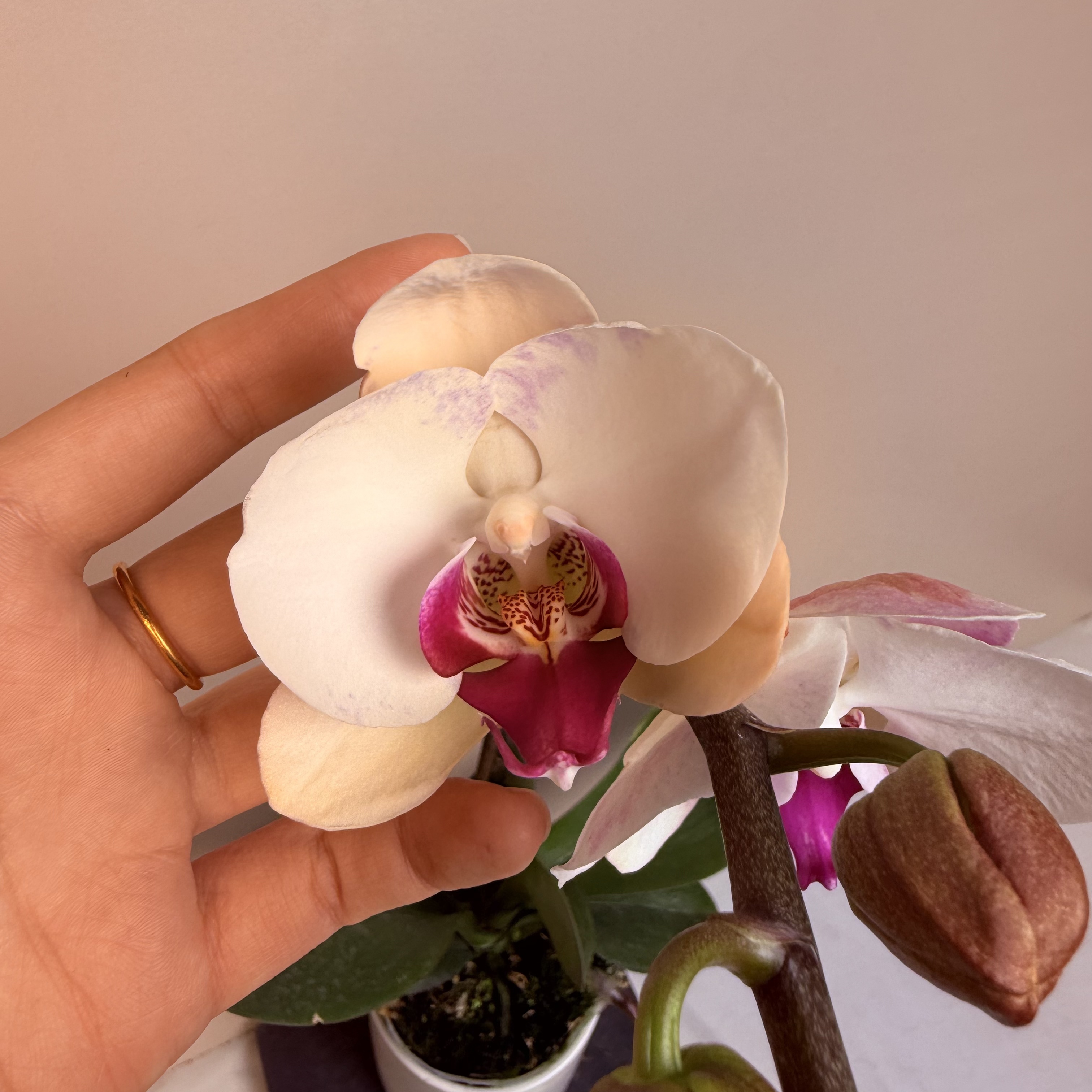 《花漫里基地》蝴蝶兰（白闪电）带花带花苞发货