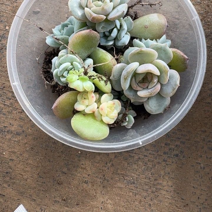 乐***锦057宫花饭盒加遥遥领先