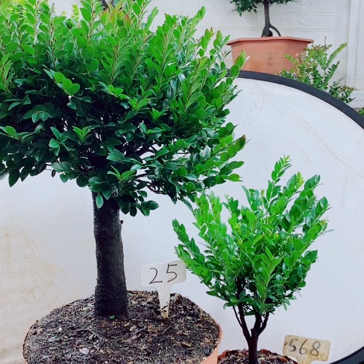 ℳ****完全开放小叶紫檀25.568