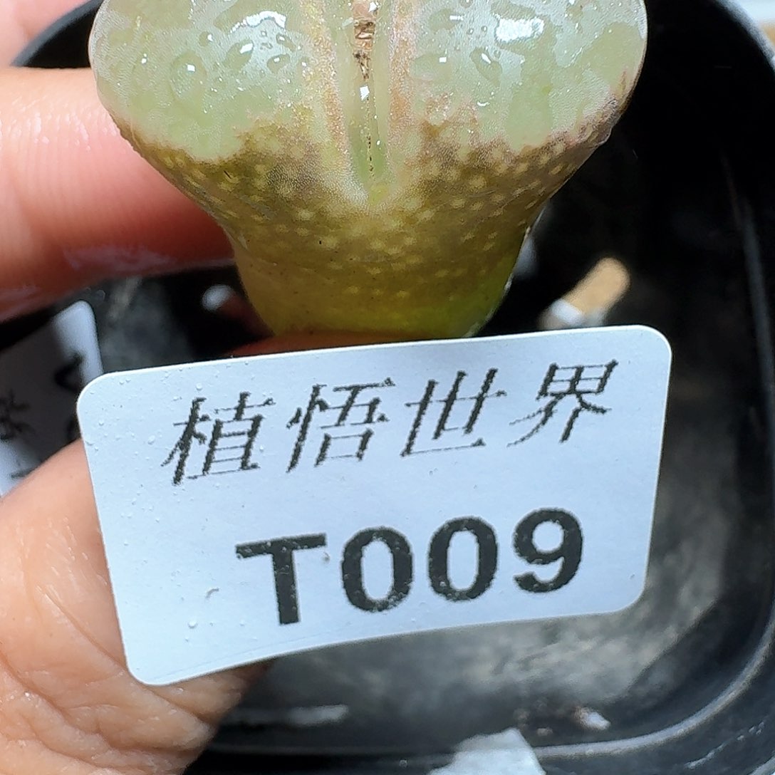 0009盒多肉植物哇fv