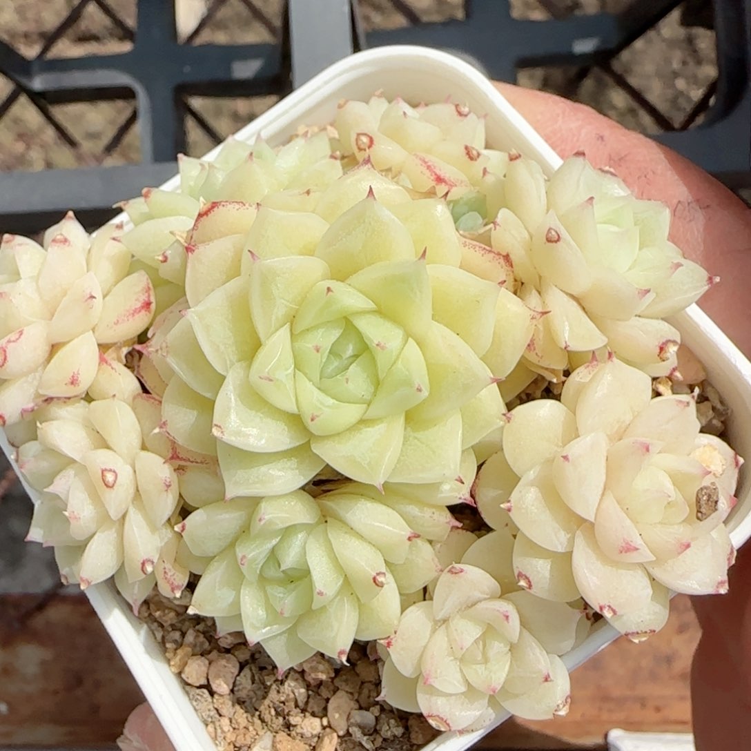 【闪购商品】0220-73玉透麦杆