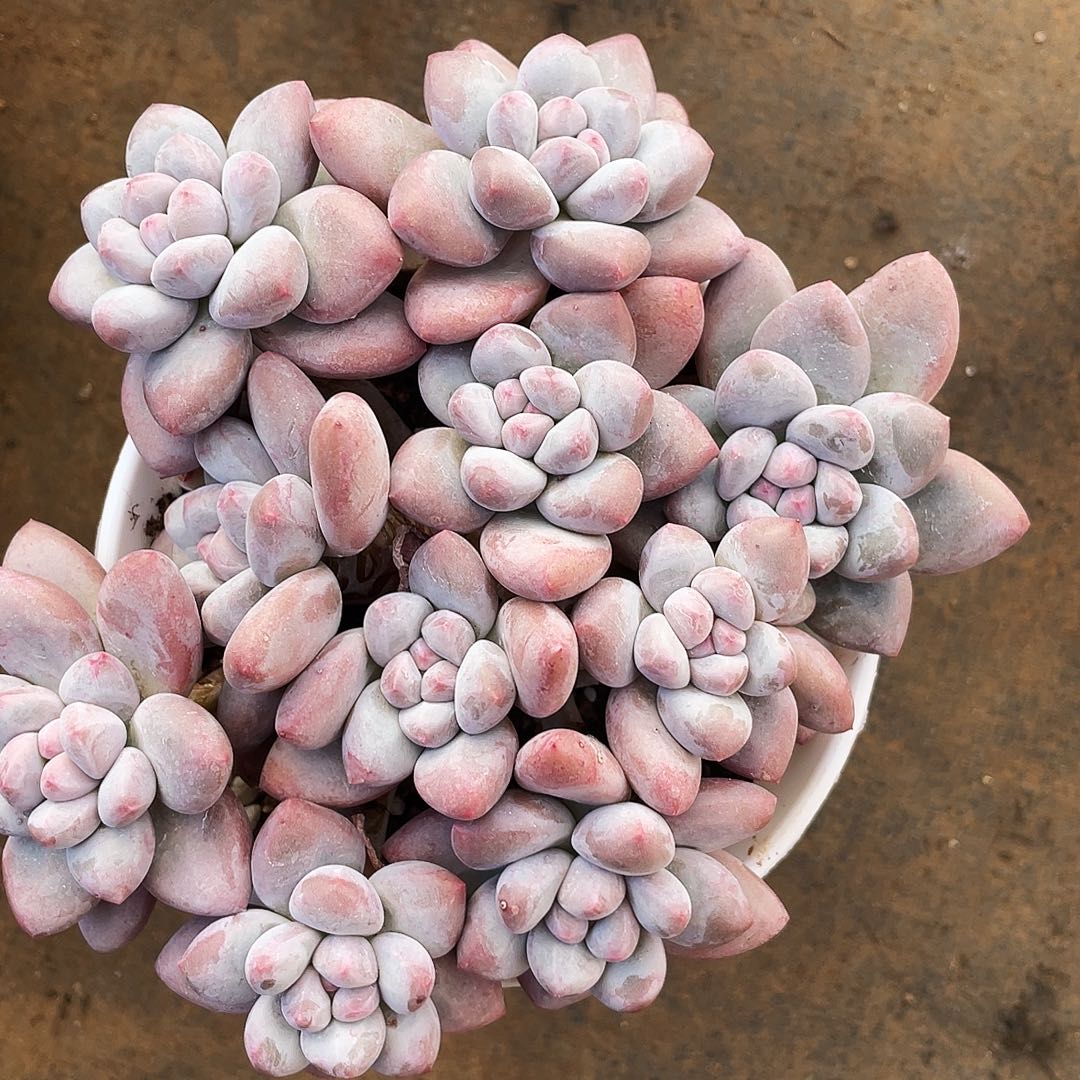 瑞***.瑞老弟多肉链接多肉