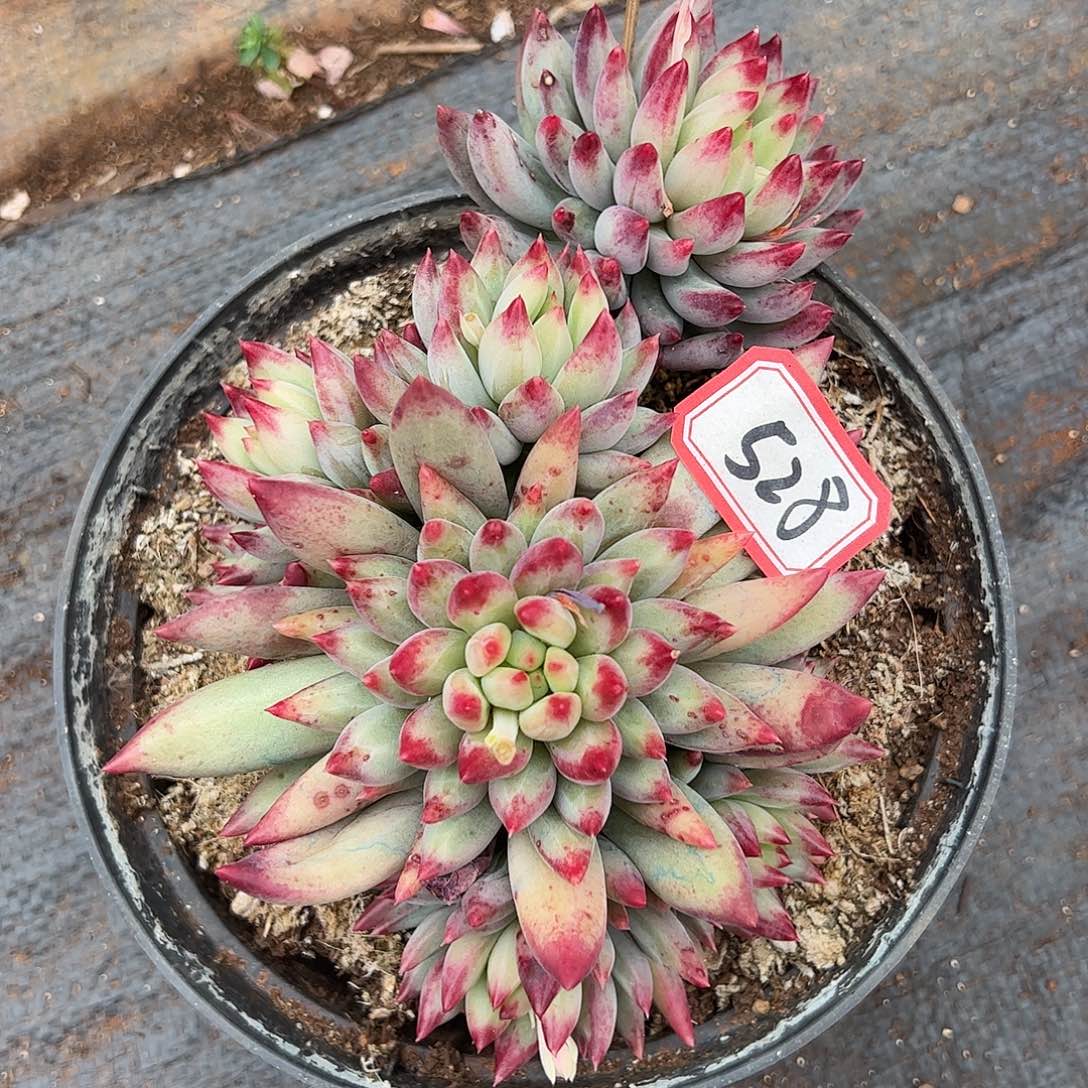 528号虞美人，一物一拍