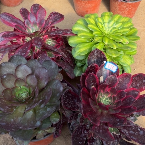 013多肉植物组合