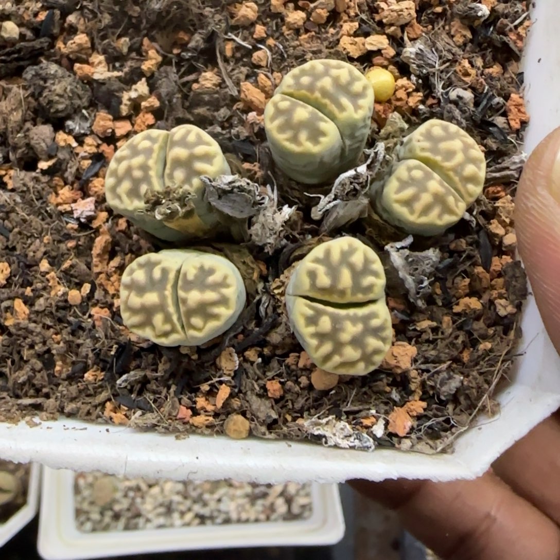 480 生石花大棚直播