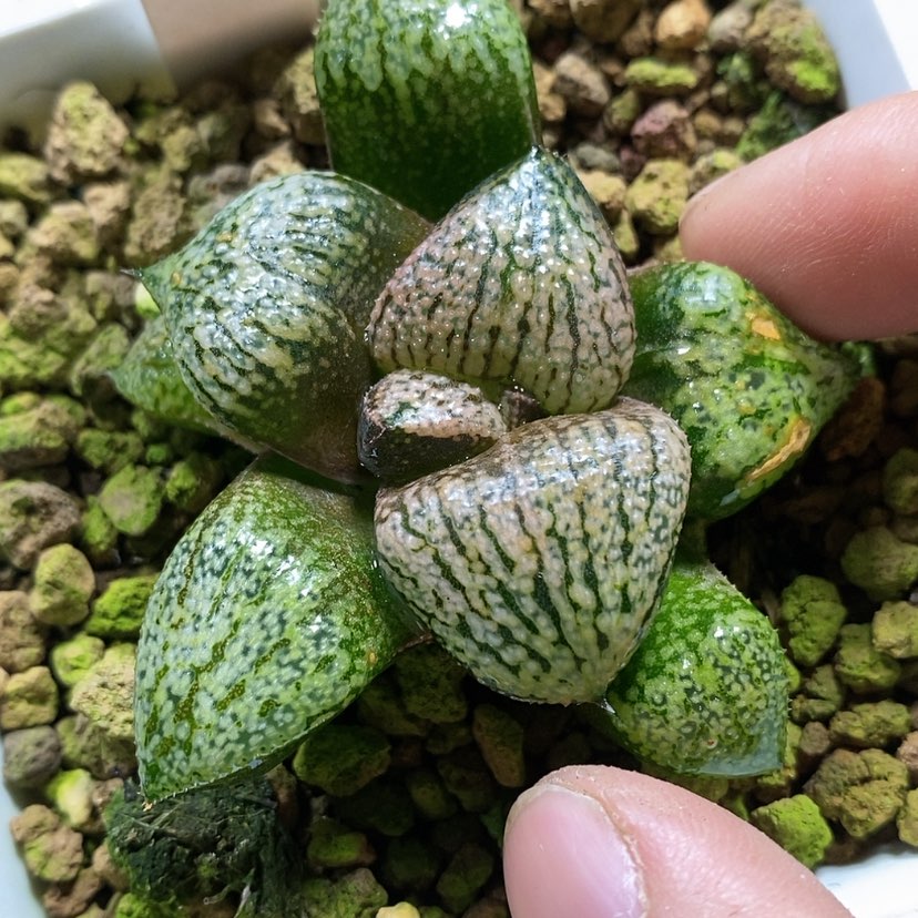 【闪购商品】175实生