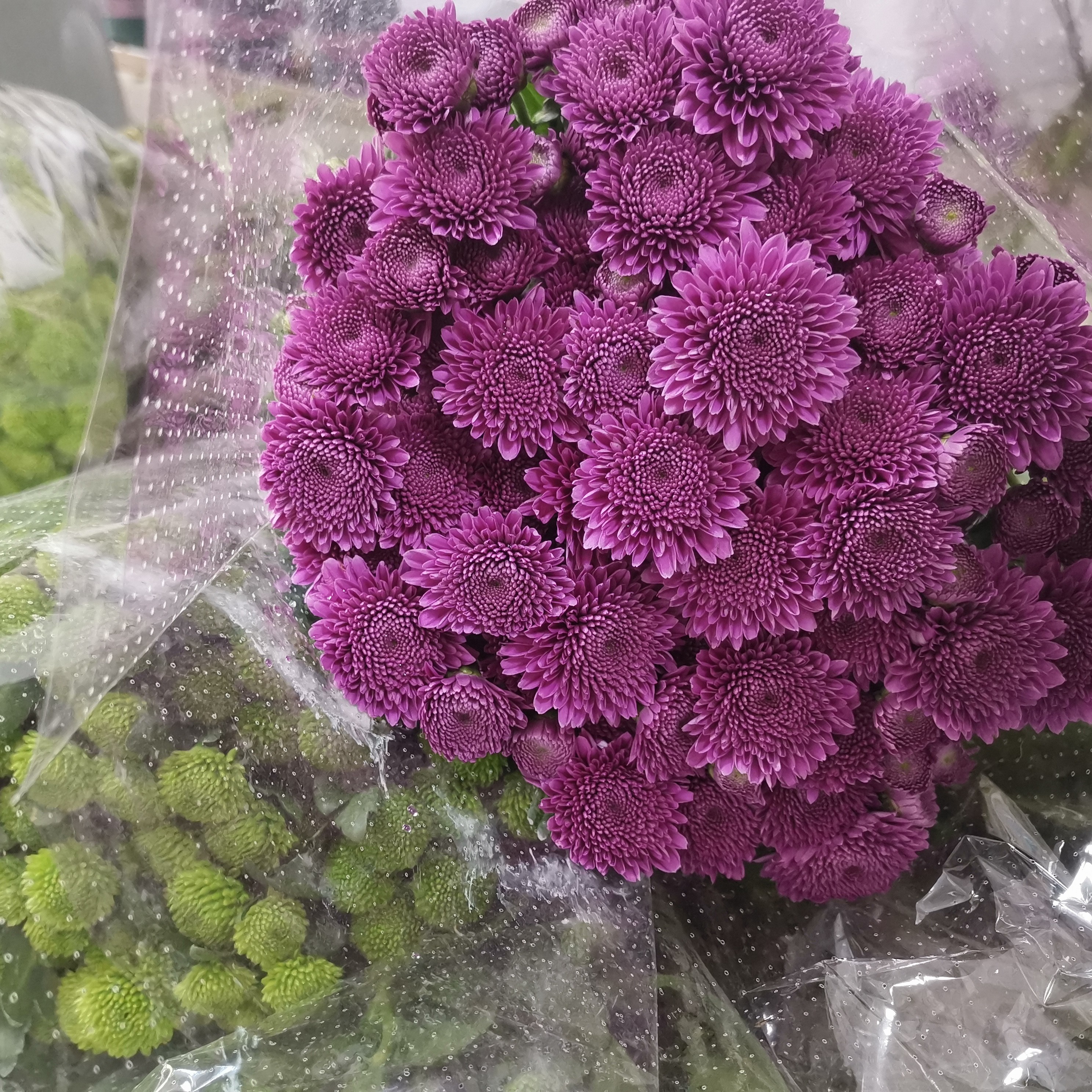 随机色小雏菊一扎