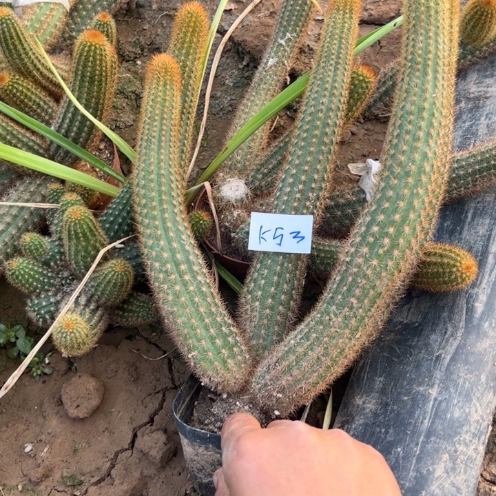 小****K53金妞紫水晶一颗35