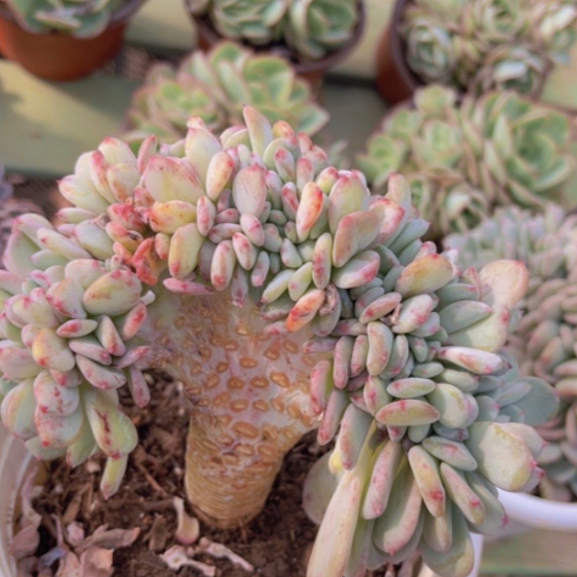 【闪购商品】玛瑙缀15222