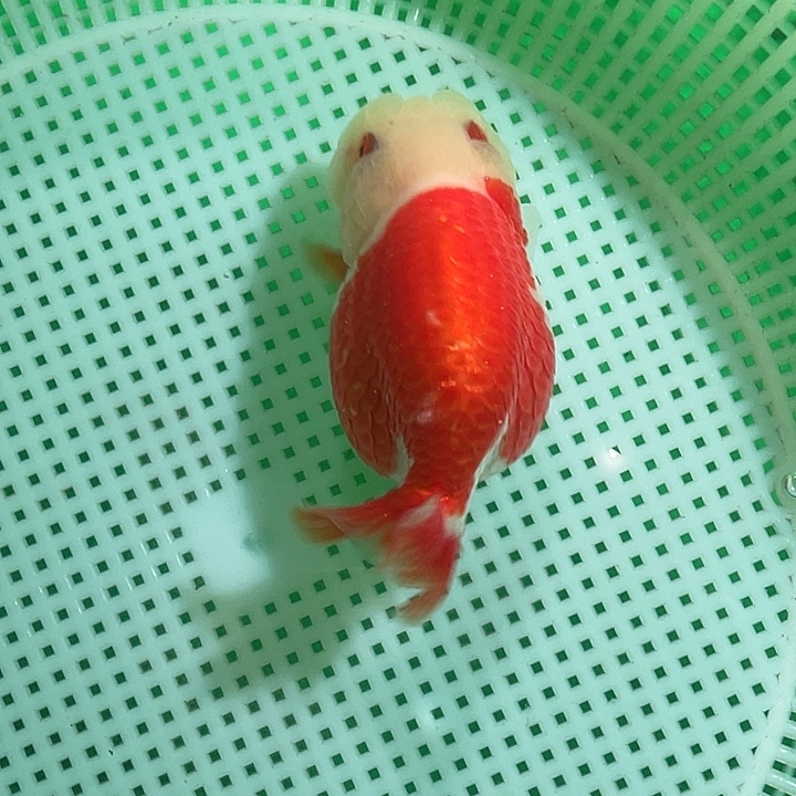 新年快乐，万事如意