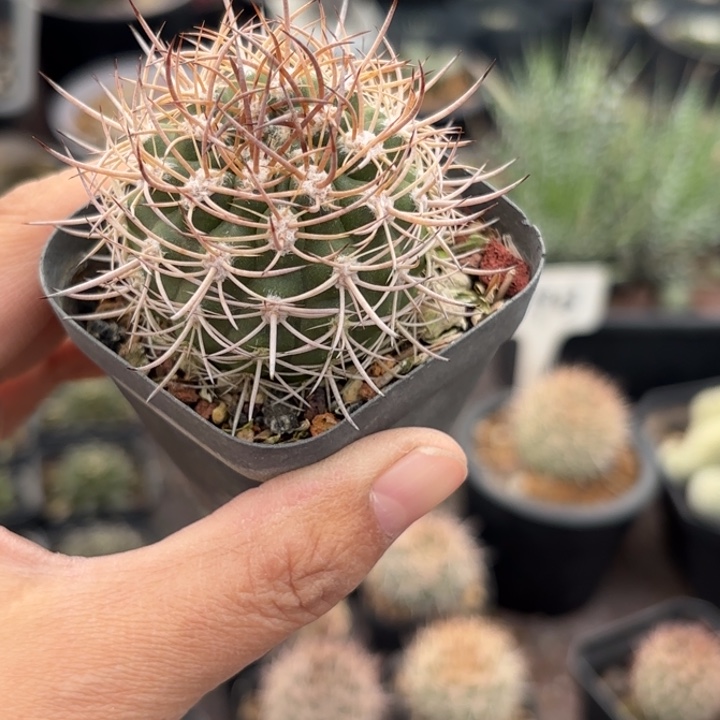 571实生逆豹好养皮实