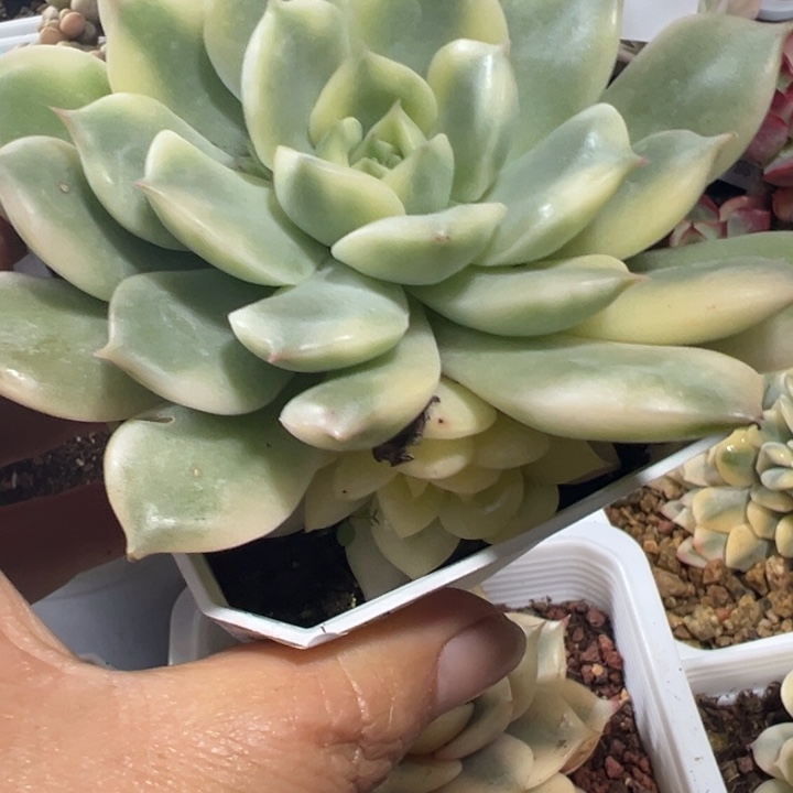 艾丽卡锦多肉植物551