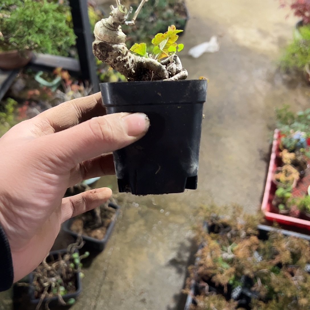 黑***子发发发发发发发发