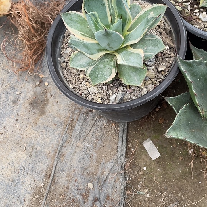 一***无花朵龙舌兰绿色植物